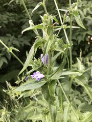 Cichorium intybus