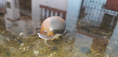 Pomacea canaliculata