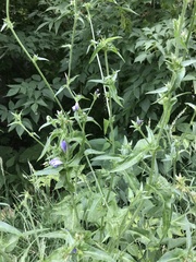 Cichorium intybus