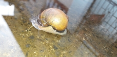 Pomacea canaliculata