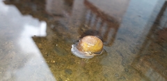 Pomacea canaliculata