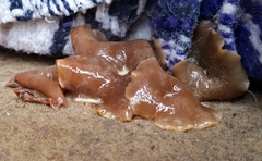 Peziza domiciliana