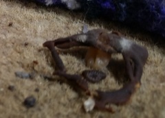 Peziza domiciliana