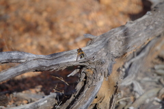 Microtropesa sinuata