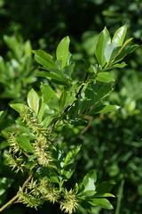 Salix glabra