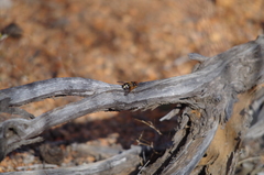 Microtropesa sinuata
