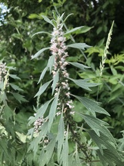 Leonurus quinquelobatus