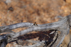 Microtropesa sinuata