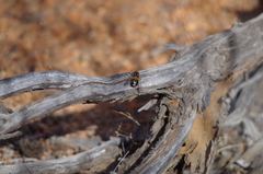 Microtropesa sinuata