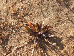 Plantago serraria