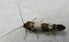 Lepidoptera