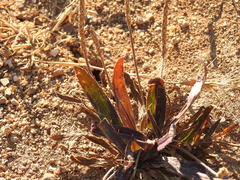 Plantago serraria