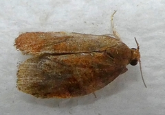 Lepidoptera