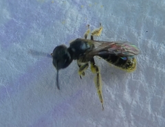 Insecta