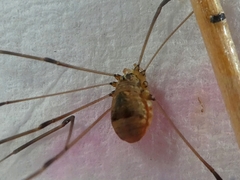 Leiobunum blackwalli