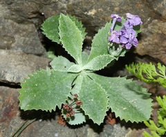 Primula marginata