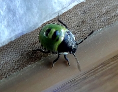 Palomena prasina
