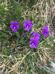 Viola dubyana