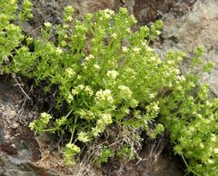 Galium tendae