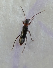 Nathrius brevipennis