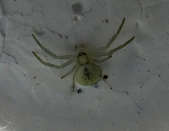Misumena vatia