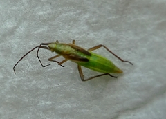 Insecta