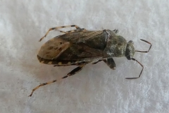 Heteroptera