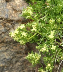 Galium tendae