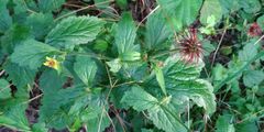 Geum urbanum
