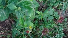 Geum urbanum