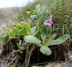 Primula marginata