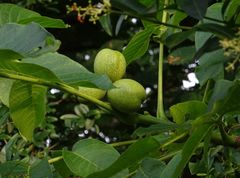 Juglans regia