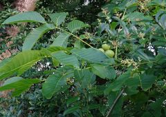 Juglans regia
