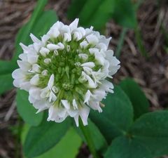 Trifolium repens