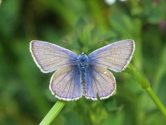 Polyommatus celina