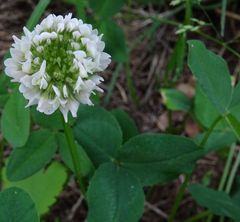 Trifolium repens