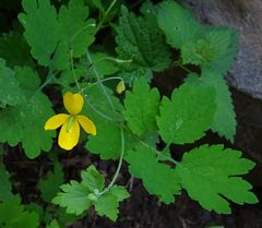 Chelidonium majus
