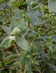 Euphorbia lathyris