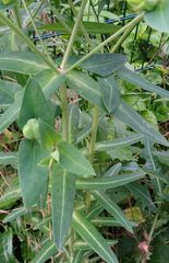 Euphorbia lathyris