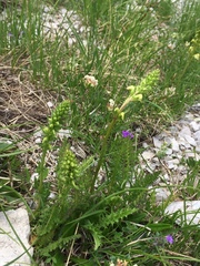 Pedicularis ascendens