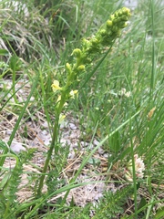 Pedicularis ascendens