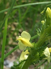 Pedicularis ascendens