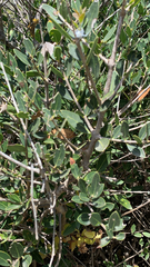 Phillyrea latifolia media