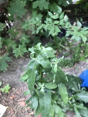 Cirsium arvense