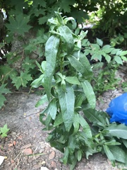 Cirsium arvense
