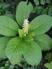Phytolacca acinosa