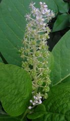 Phytolacca acinosa
