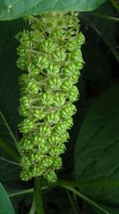 Phytolacca acinosa