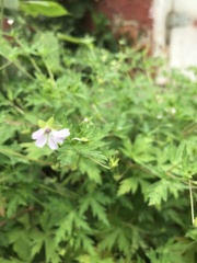 Geranium sibiricum