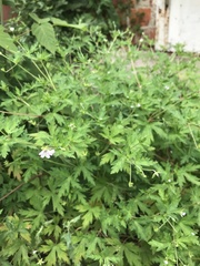 Geranium sibiricum
